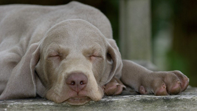 威瑪獵犬圖片