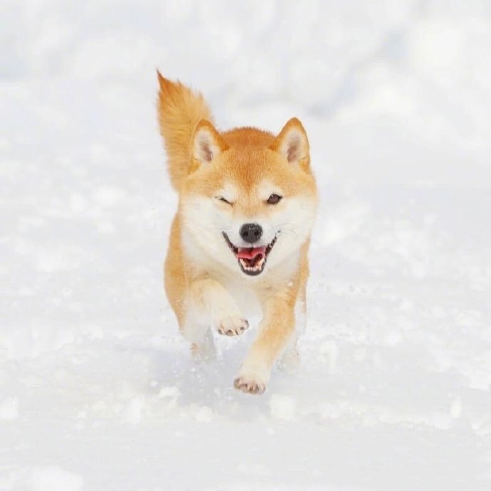 在雪地里玩耍的柴柴，好開心