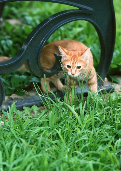 草地玩耍猫咪图片