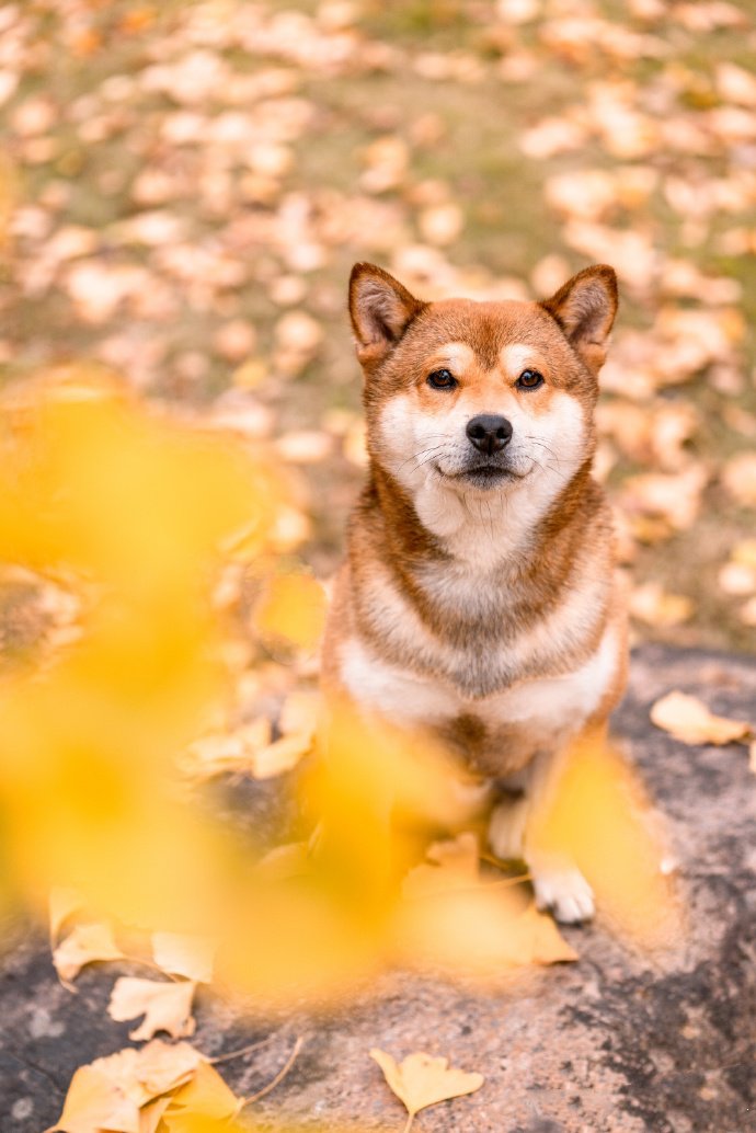 柴犬和秋天很配哦