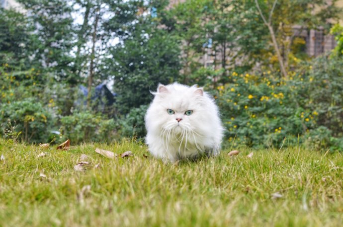 聪明可爱的西伯利亚猫图片