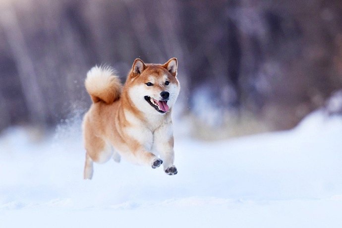 带着柴犬的标志性笑容的狗狗