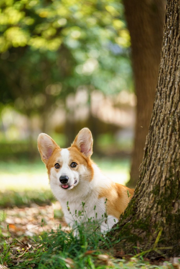 可愛柴犬的六連拍圖片