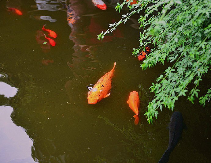池塘里的锦鲤摄影美图