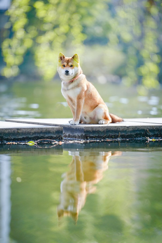 一组穿着西装的柴犬狗狗