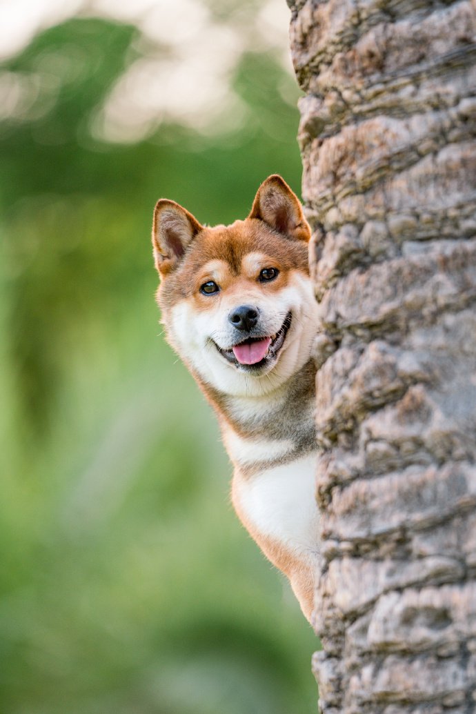 青青草地里可愛的柴犬圖片