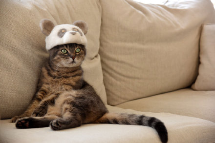 戴帽子的萌猫图片