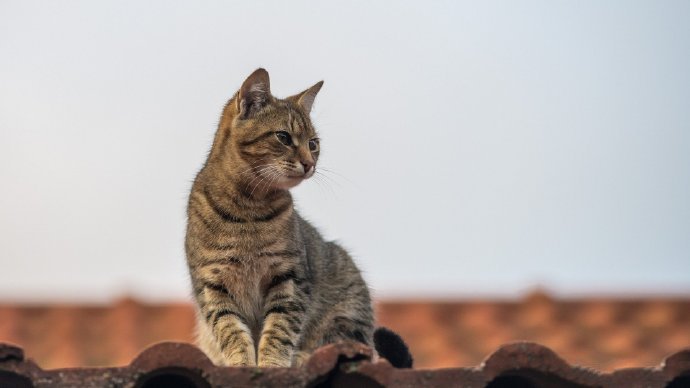 可动可静的小猫咪图片