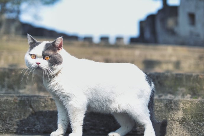 一只虎胖虎胖的猫咪图片