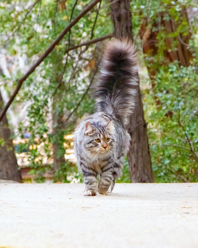 高贵乖巧的西伯利亚猫图片