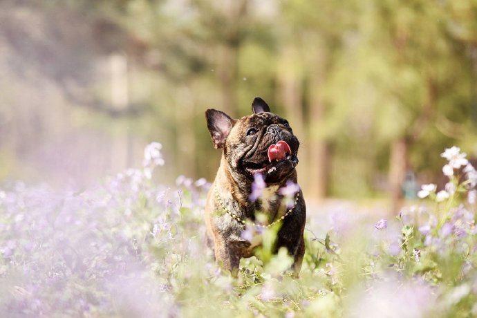 开心到合不拢嘴的斗牛犬