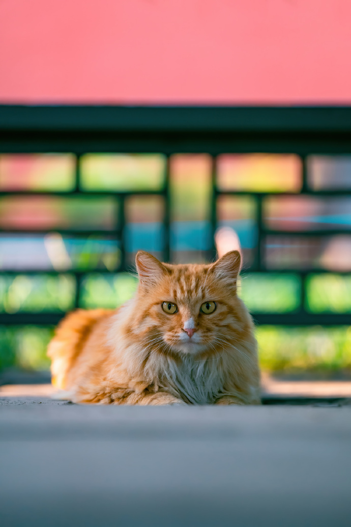 北京初秋的长毛大猫，颜值颇高