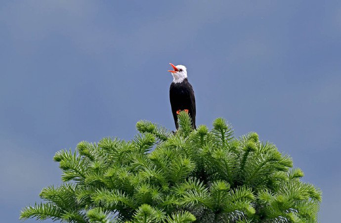 一组丽水夏季常见的鸟类