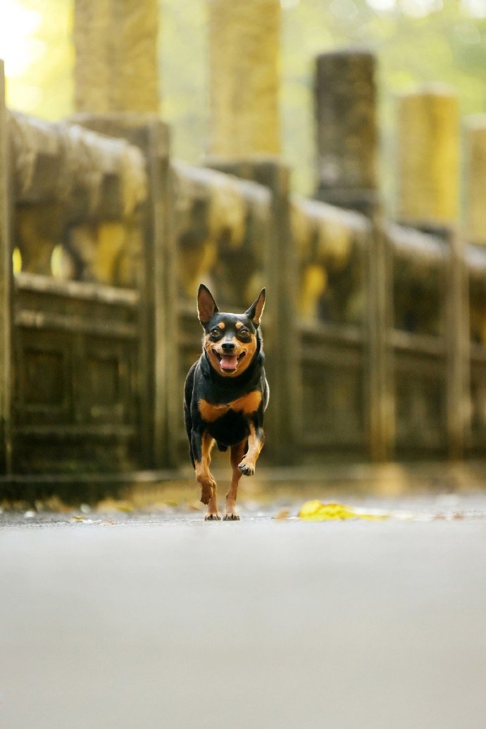 一组可爱的黑色小鹿犬图片