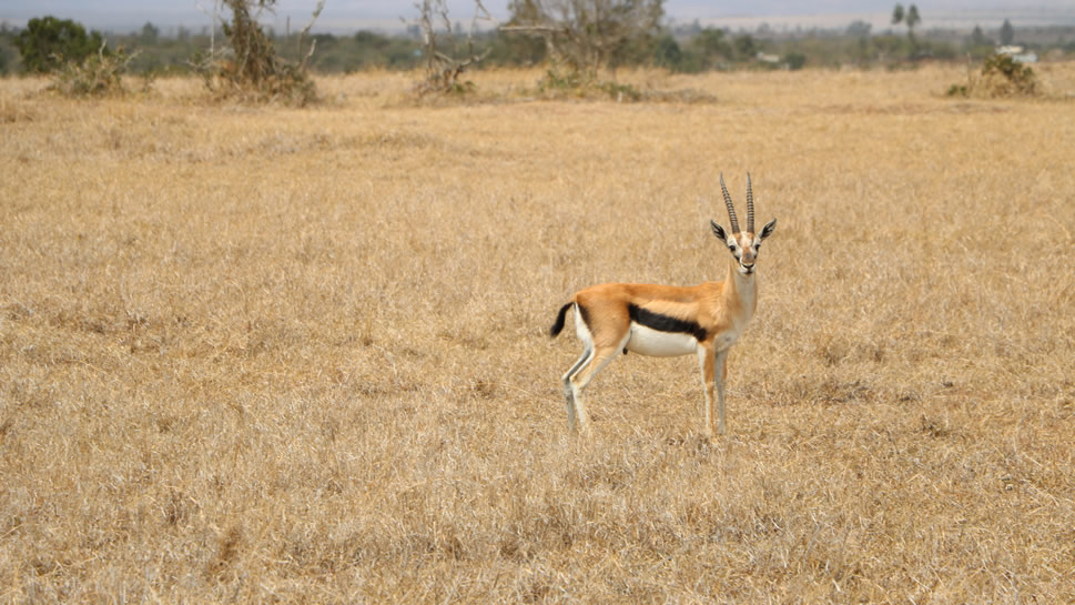 藏羚是中國青藏高原的特有動物、國家一級保護動物