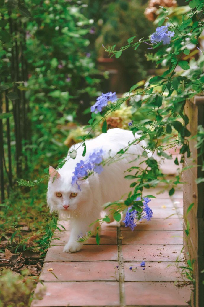 花园里的美猫图片