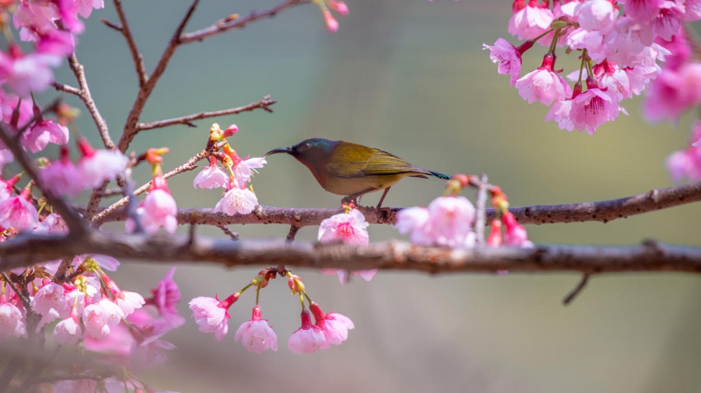 美麗的櫻花太陽(yáng)鳥(niǎo)圖片