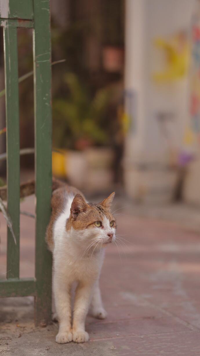 家门口的小猫咪