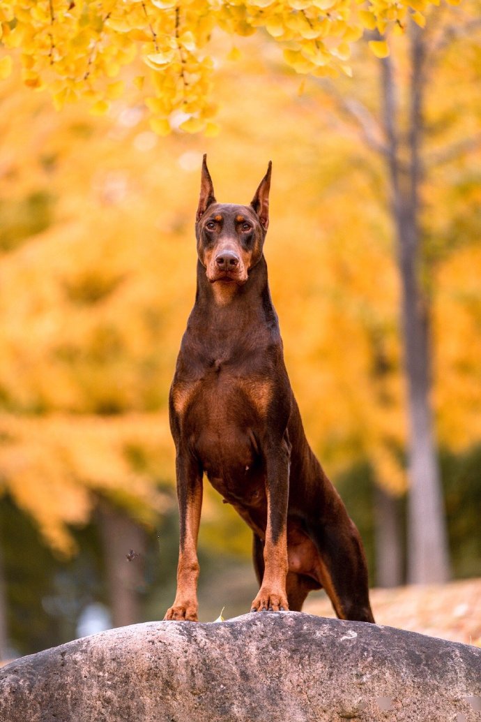 一組威武霸氣的杜賓犬圖片欣賞