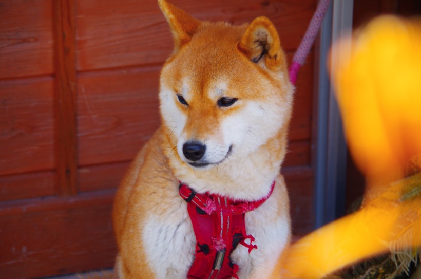 活泼可爱灵敏的柴犬图片欣赏