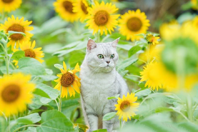 太阳花丛里的漂亮猫咪