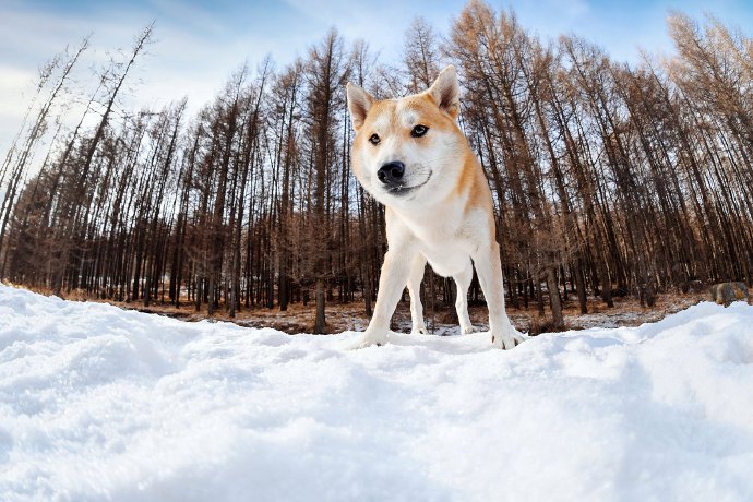 小柴柴的雪景，雪季彻底结束啦