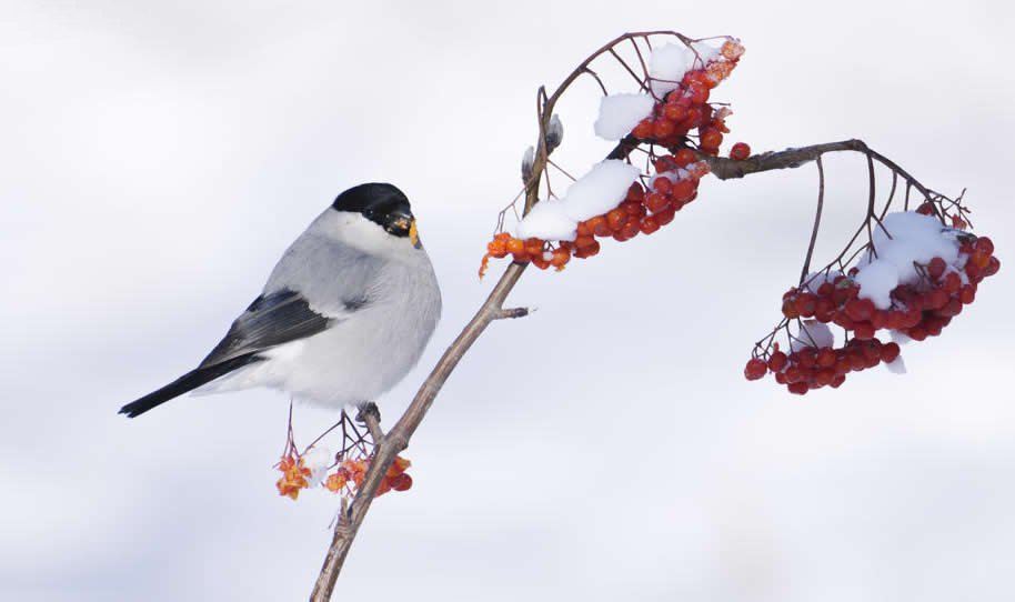 一組冬天里的鳥(niǎo)兒圖片