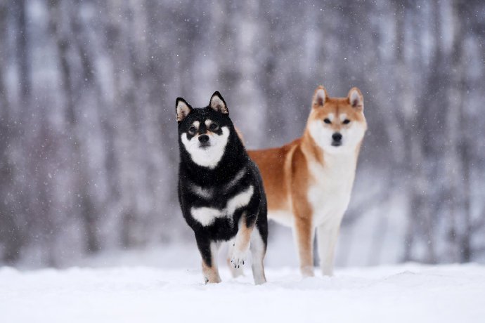 一对颜色不一样的柴犬图片