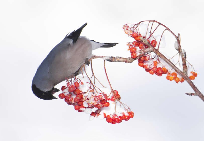 一組冬天里的鳥兒圖片