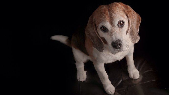 史努比的原型比格犬