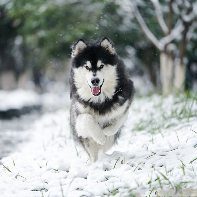 下雪天唯美的阿拉斯加图片