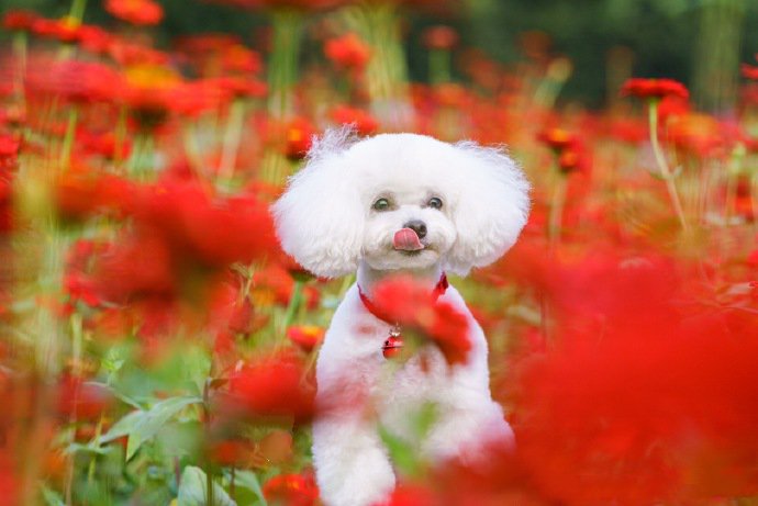 一组沉浸在美丽花海贵宾犬