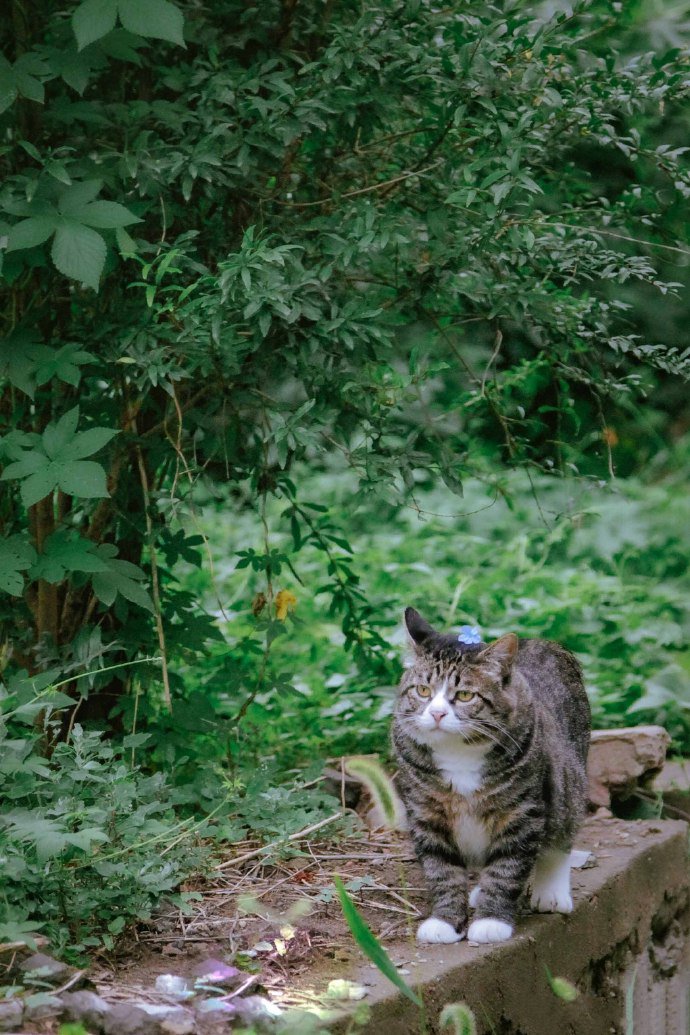 脑袋上戴朵小花的狸花猫图片