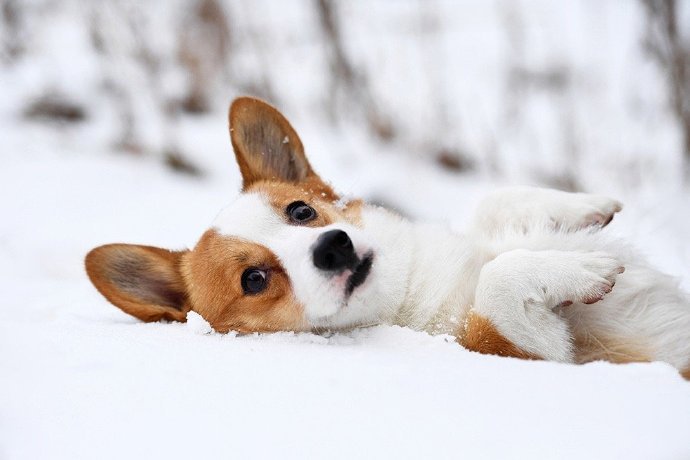 一组雪地里可爱的柯基图片欣赏