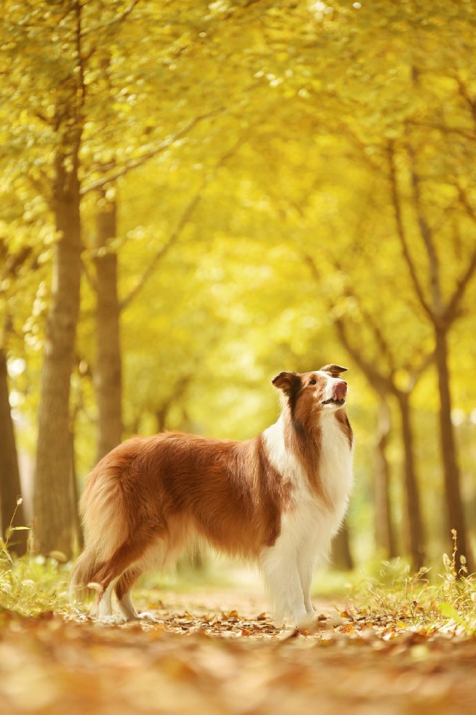 漂亮秋景下优雅的苏牧犬图片