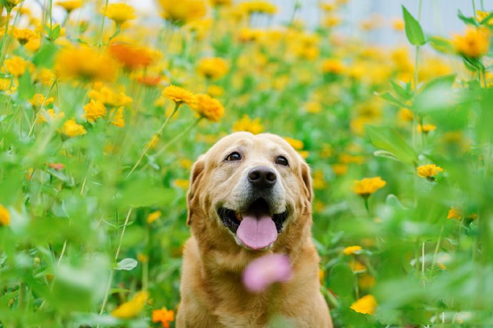 花朵中可爱开心的狗狗图片
