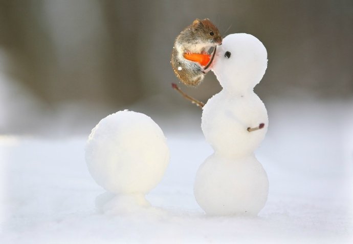 玩雪人的可爱小老鼠图片