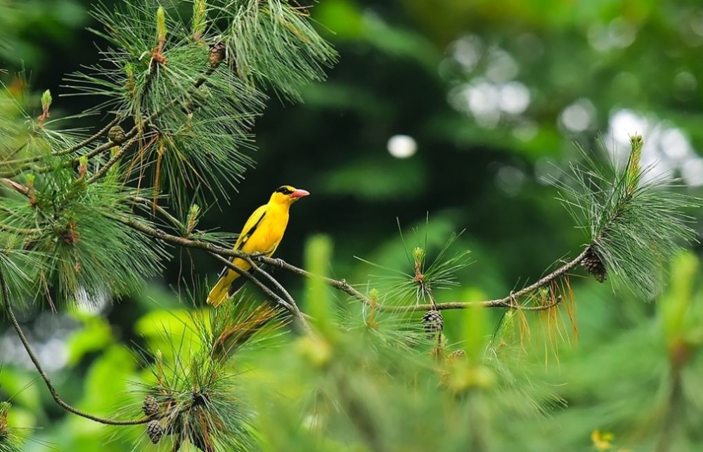 黃鸝鳥(niǎo)精美高清圖片欣賞