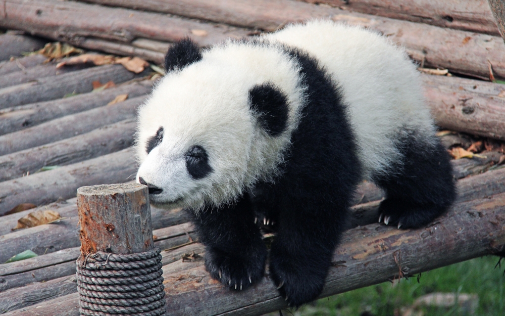 可爱的国宝大熊猫图片欣赏