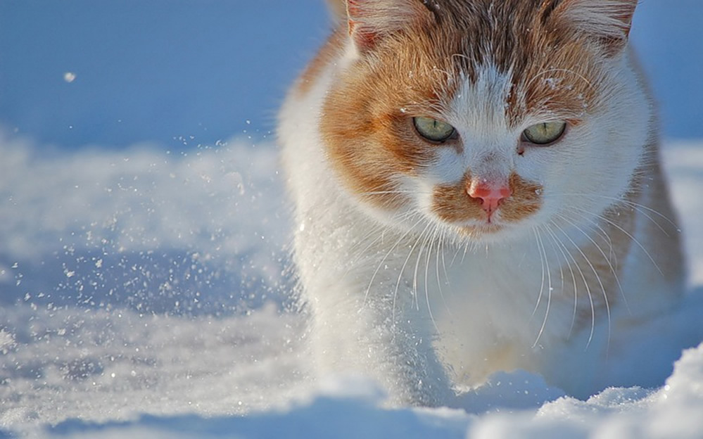 雪地里玩耍的猫咪图片