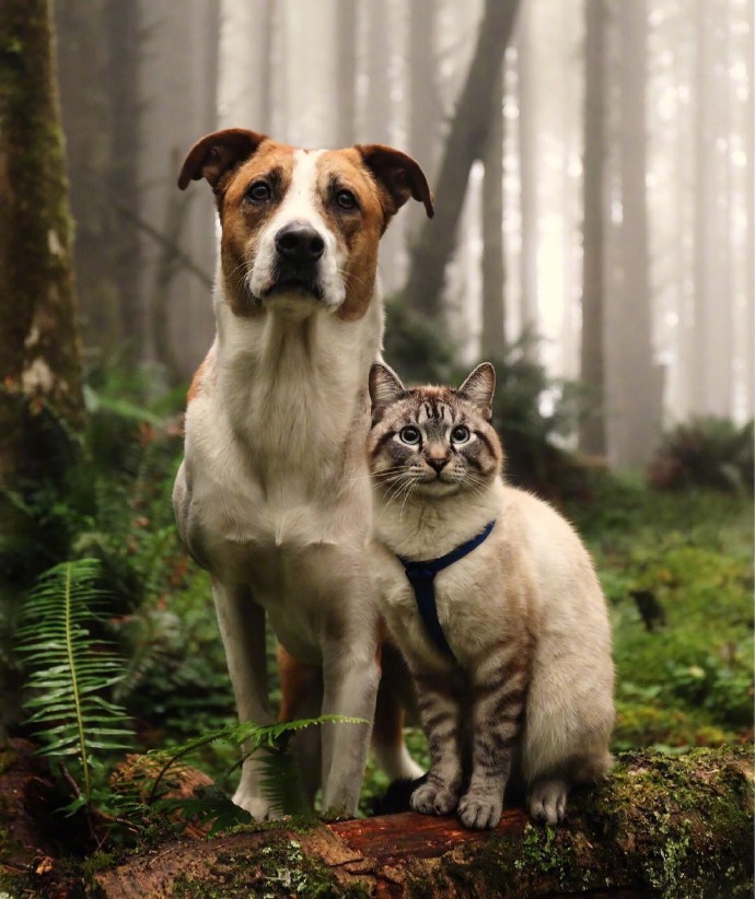 猫星人和狗狗四处旅游的图片