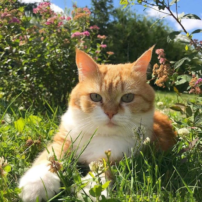 一组可爱小猫咪的夏天拍照时间