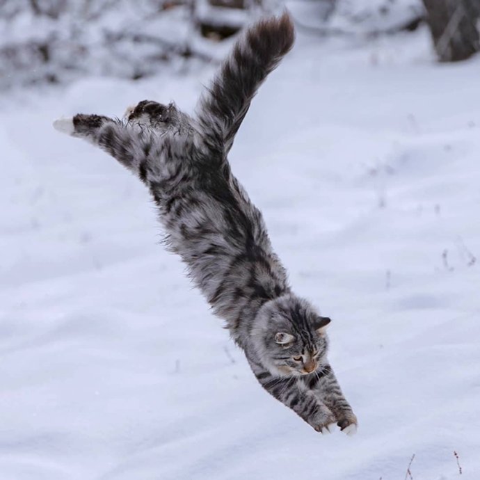 雪地里的西伯利亚猫