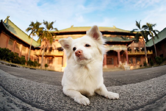 一组笑起来很治愈的狗狗