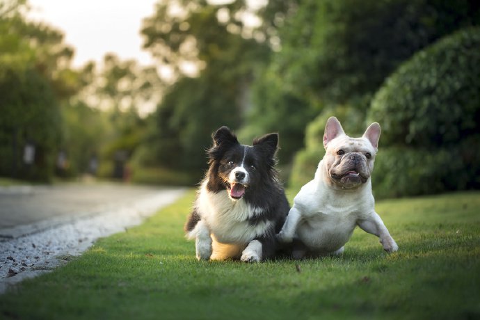 斗牛犬和边牧的可爱图片