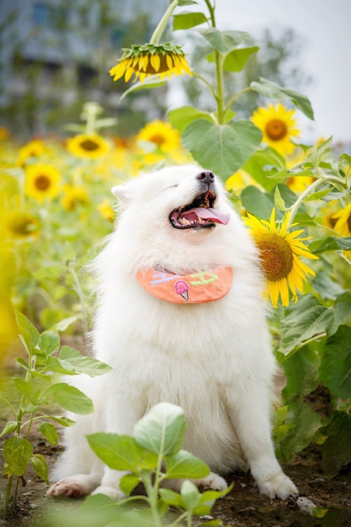 向日葵花海里拍照的狗狗