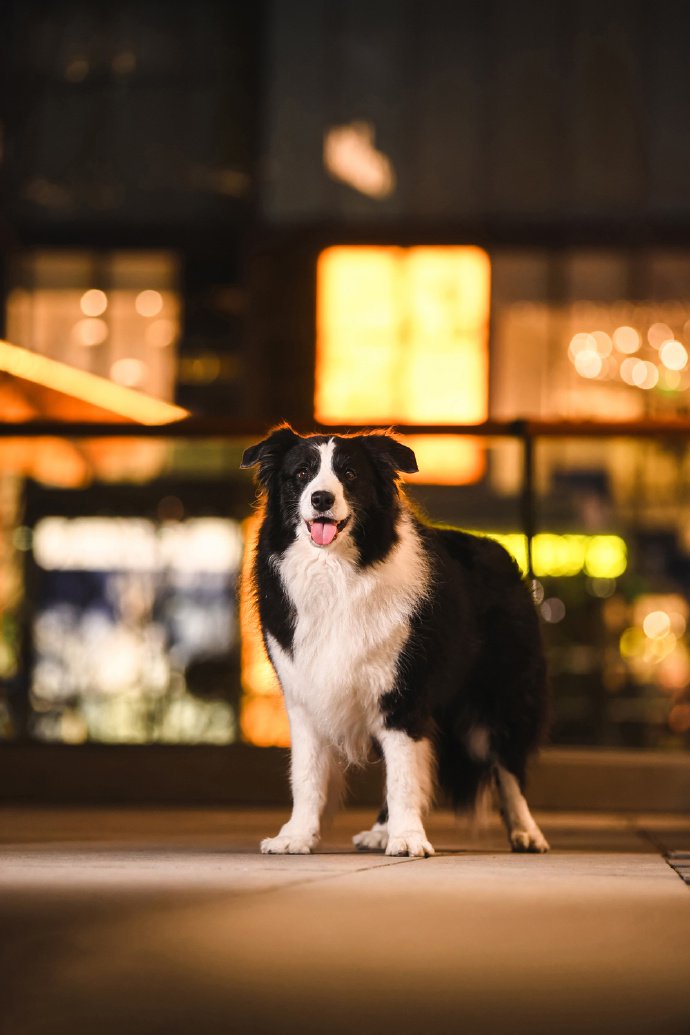 一组可爱的夜景拍摄的边牧小狗狗