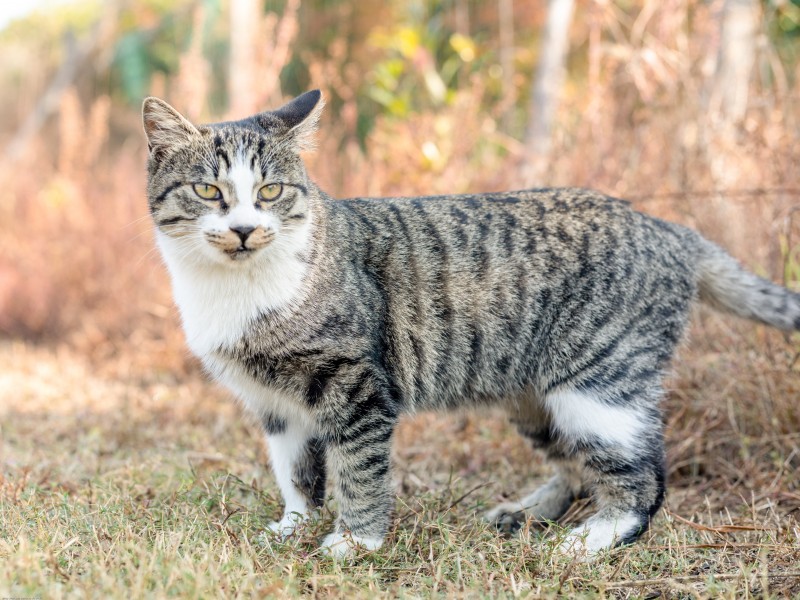 草地上的灰猫图片