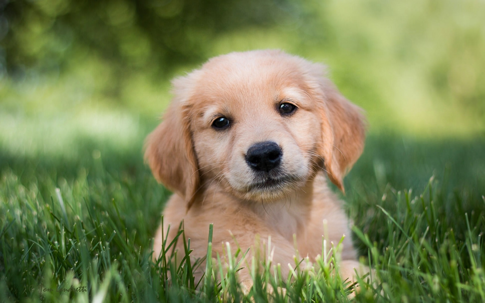 一组超级可爱的金毛寻回犬幼犬图片