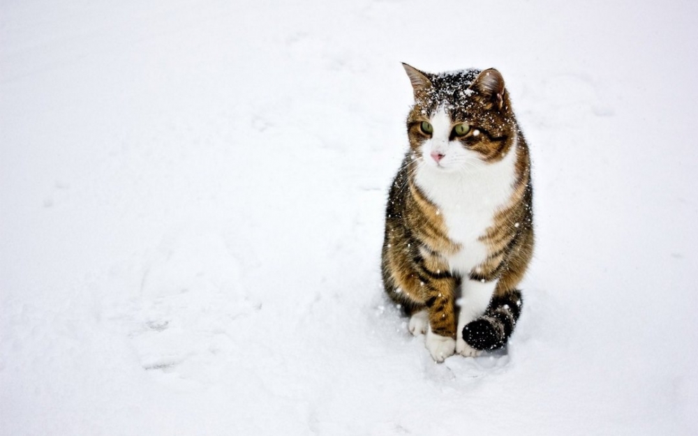 雪地上玩耍的猫咪写真图片